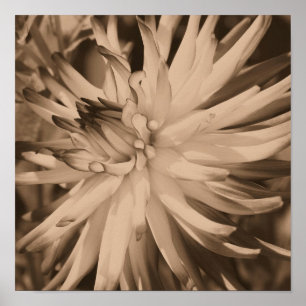 Dahlia Flower Dichtbij in  sepia Poster
