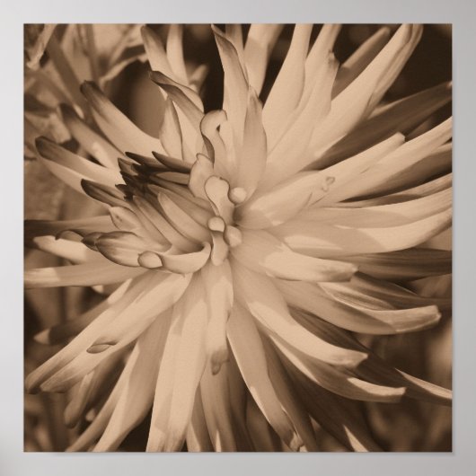 Dahlia Flower Dichtbij in sepia Poster (Voorkant)