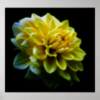 Dahlia flower en betekenis