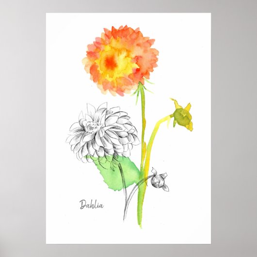 Dahlia Flower Plant Botanical Drawing Floriography Poster (Voorkant)