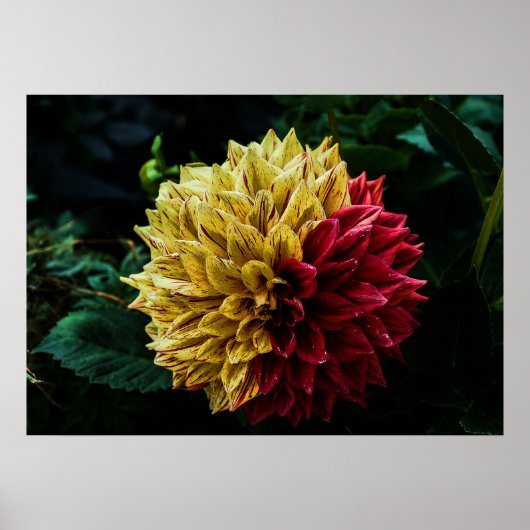 Dahlia flower poster (Voorkant)