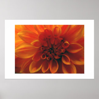 Dahlia Flower Poster
