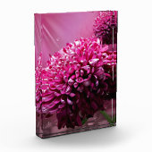 Dahlia Flowers Fotoblokken (Links)