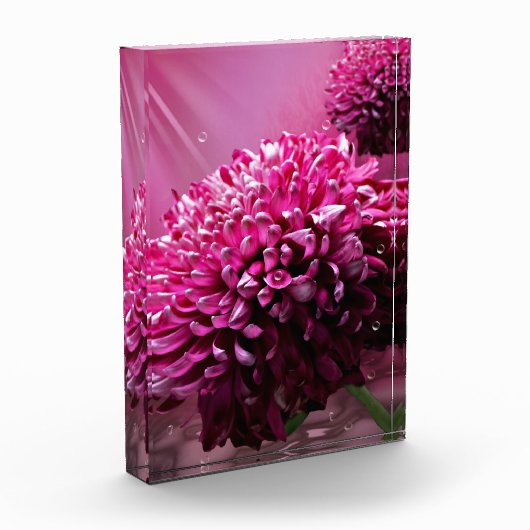 Dahlia Flowers Fotoblokken (Links)