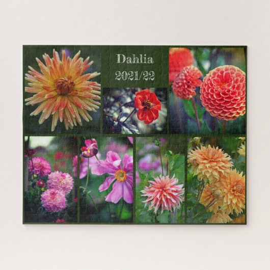 Dahlia Flowers Seven Photo Collage 520pc Jigzaag P Legpuzzel (Horizontaal)
