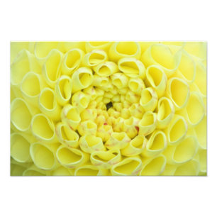 Dahlia Foto Afdruk