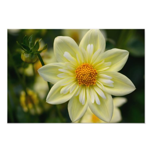 Dahlia Foto Print Afdruk (Voorkant)