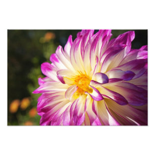 Dahlia Fotografie Kunst Prints Dahlias Bloemen Foto Afdruk