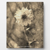 Dahlia Fotoplaat (Voorkant)