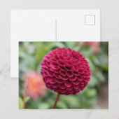 Dahlia Fuschia Briefkaart (Voorkant / Achterkant)