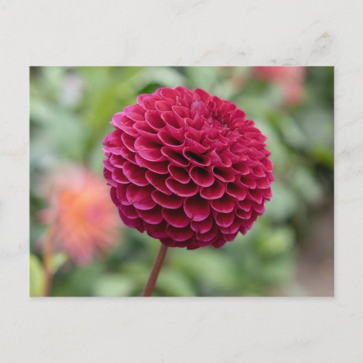 Dahlia Fuschia Briefkaart (Voorkant)