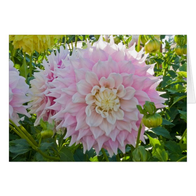Dahlia, Gitts Perfection (Voorkant Horizontaal)