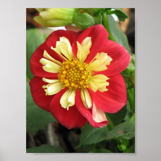 Dahlia Goldalia Scarlet Poster (Voorkant)