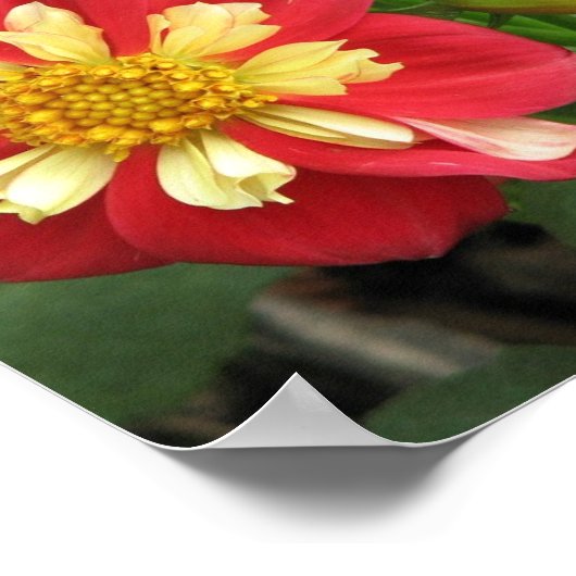Dahlia Goldalia Scarlet Poster (Hoek)