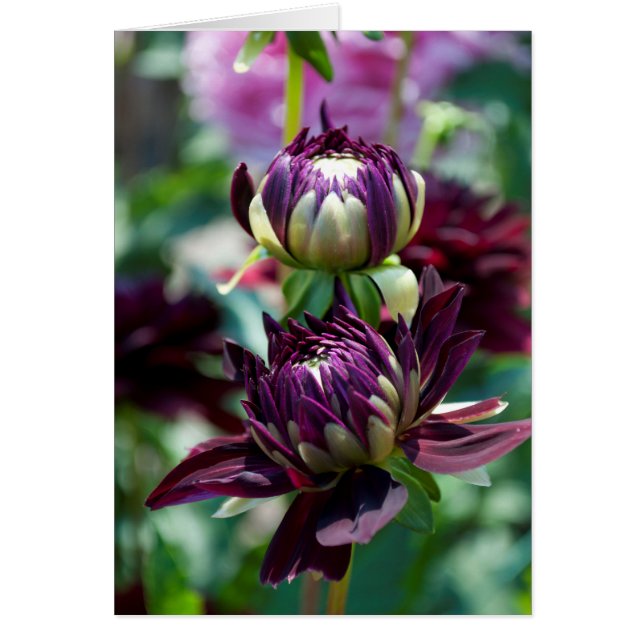 Dahlia - Holly Hill Black Widow (Voorkant)