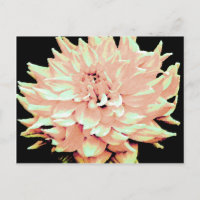 Dahlia - Honeymoon - bleke zwarte perziken