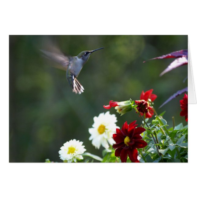 Dahlia Hummer (Voorkant Horizontaal)