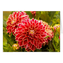 Dahlia in Bloom 11