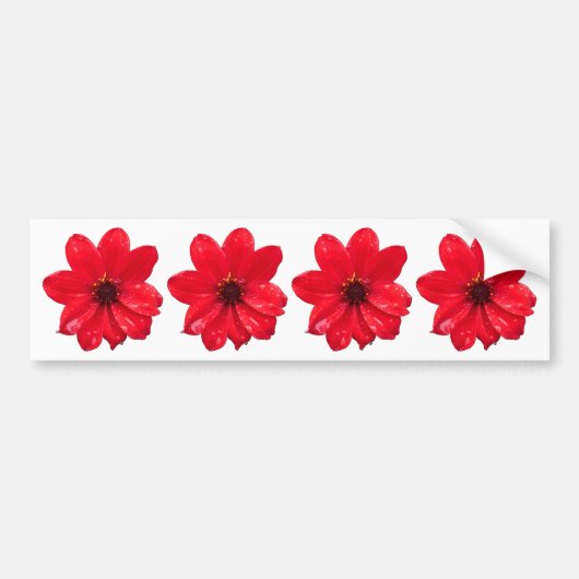 Dahlia in de regen bumpersticker (Voorkant)