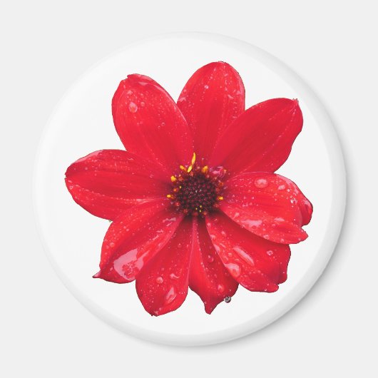 Dahlia in de regen magneet (Voorkant)