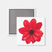 Dahlia in de regen magneet (Voorkant / Achterkant)