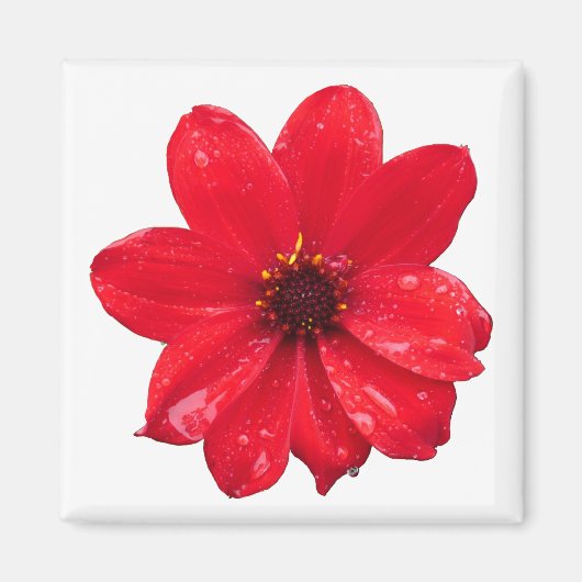 Dahlia in de regen magneet (Voorkant)