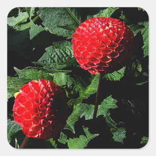 Dahlia Irish Glow #1-2 Sticker