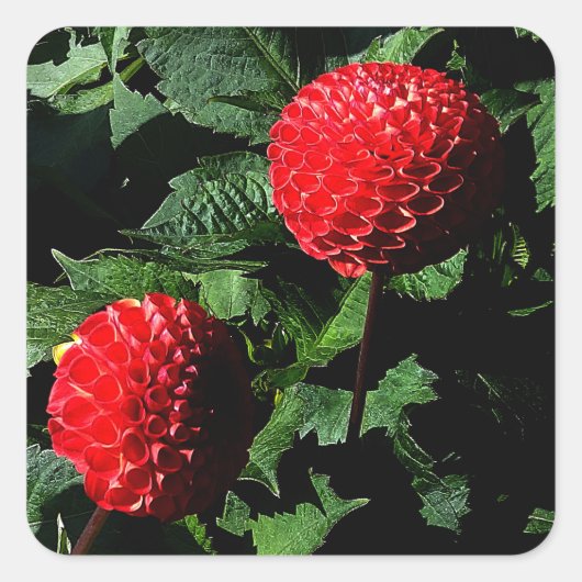 Dahlia Irish Glow #1-2 Sticker (Voorkant)