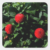 Dahlia Irish Glow #1 Stickers (Voorkant)