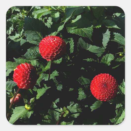 Dahlia Irish Glow #1 Stickers (Voorkant)