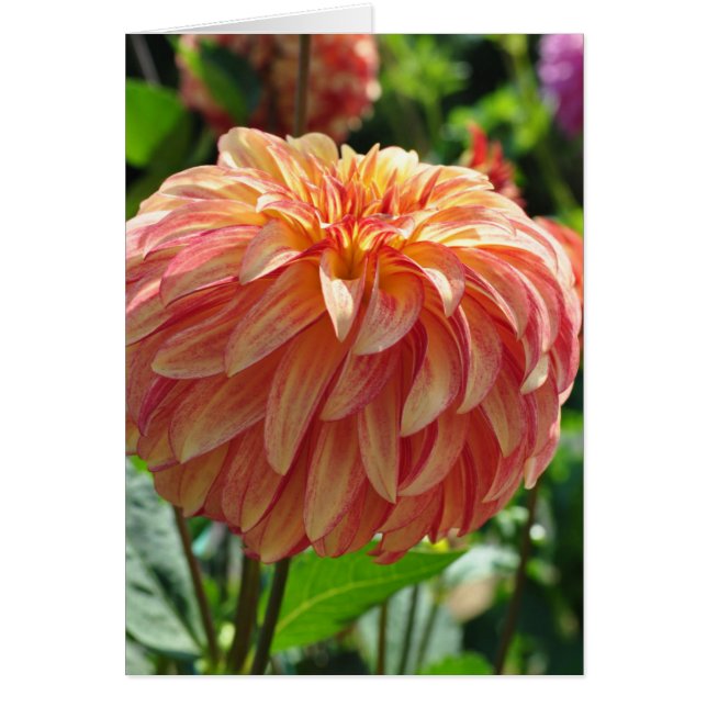 Dahlia - Irish Pinwheels (Voorkant)