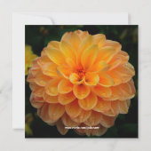 Dahlia-Jubileum Kaart (Achterkant)