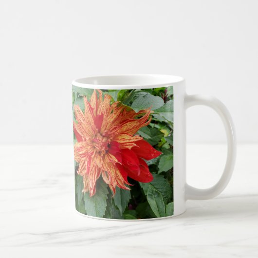 Dahlia Koffiemok (Rechts)