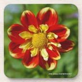 Dahlia Kurken Onderzetter (Voorkant)