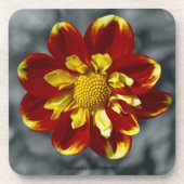 Dahlia Kurken Onderzetter (Voorkant)
