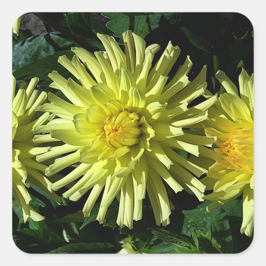 Dahlia Lakeview Glow #1-2 Stickers (Voorkant)