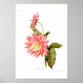 Dahlia "Loreley" Poster (Voorkant)