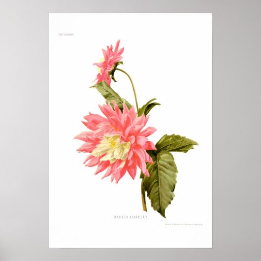Dahlia "Loreley" Poster (Voorkant)