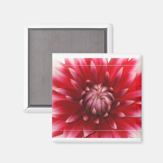 dahlia magneet (Voorkant / Achterkant)