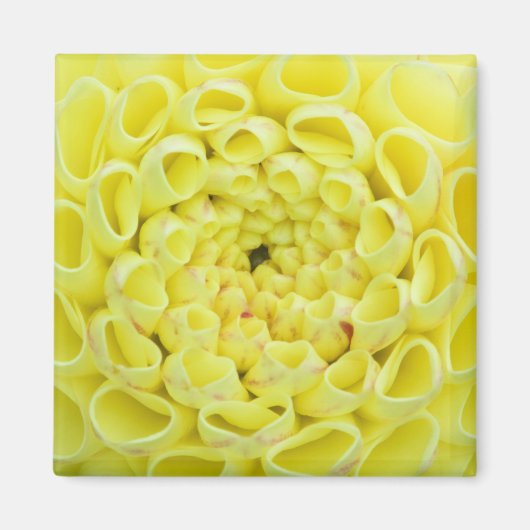 Dahlia Magneet (Voorkant)