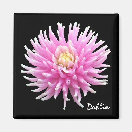 Dahlia Magnet (Voorkant)