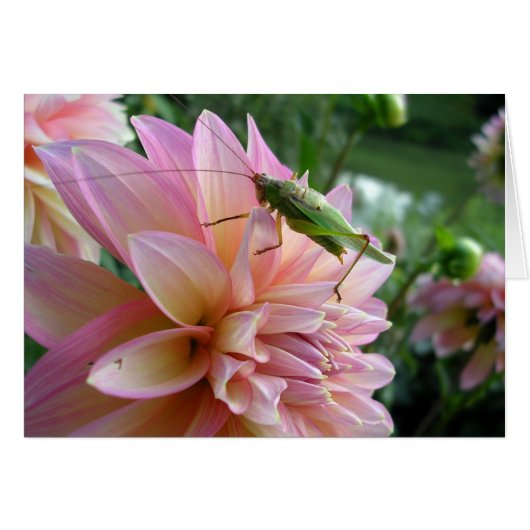 Dahlia met Krekel (Voorkant Horizontaal)
