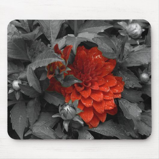 Dahlia-mousepad Muismat (Voorkant)