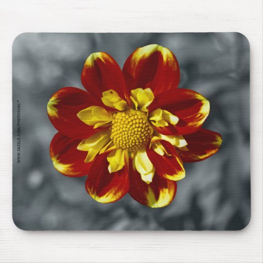 Dahlia Muismat (Voorkant)
