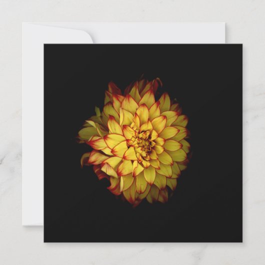 Dahlia Notitiekaarten en Wenskaarten (Voorkant)