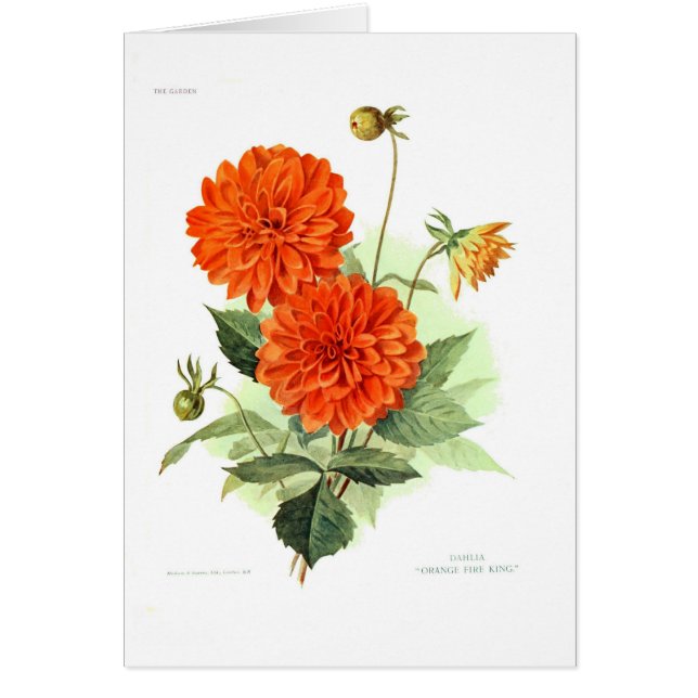 Dahlia "Oranje brandweerkoning" (Voorkant)