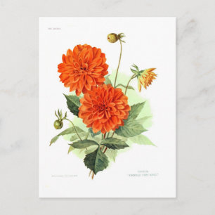 Dahlia "Oranje brandweerkoning" Briefkaart