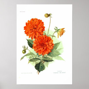 Dahlia "Oranje brandweerkoning" Poster