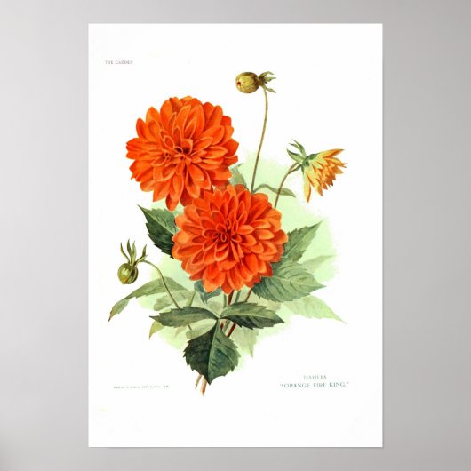 Dahlia "Oranje brandweerkoning" Poster (Voorkant)