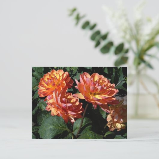 Dahlia Pam Howden #1 Briefkaart (Staand voorkant)